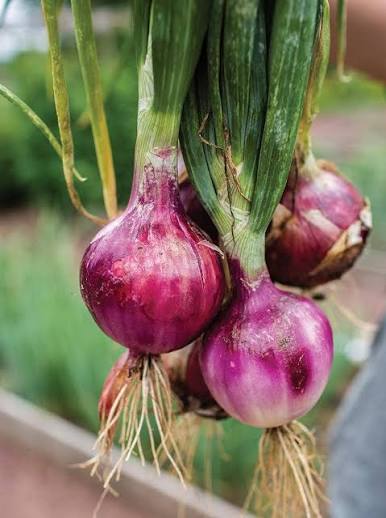 Onions