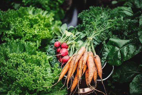 Vegetable Plants