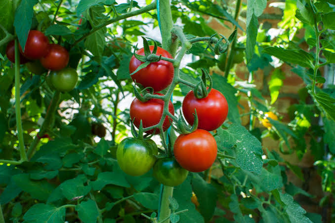 Tomato