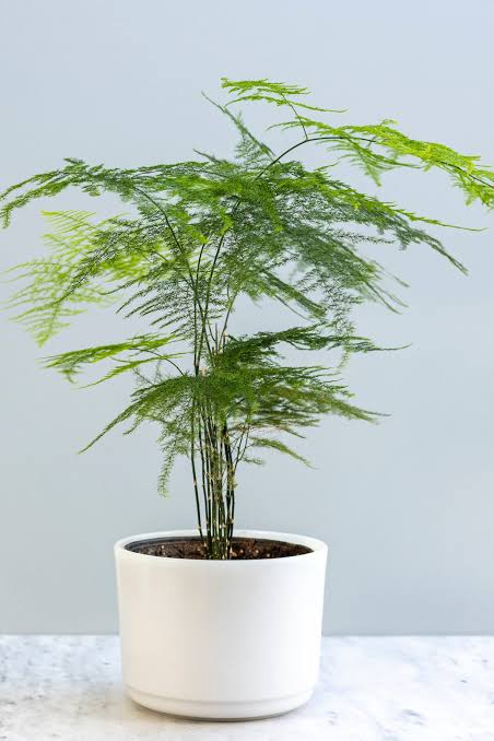 Indoor Plants
