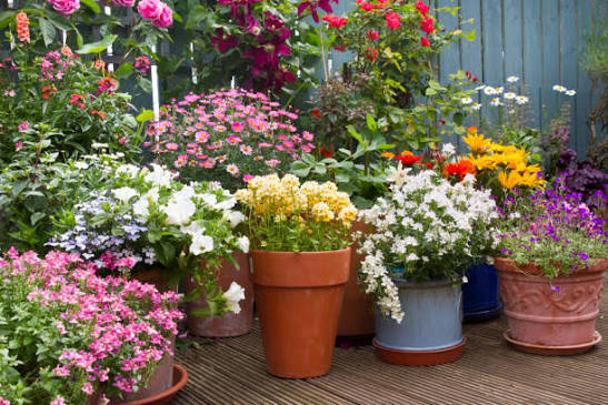 Flowering Plants