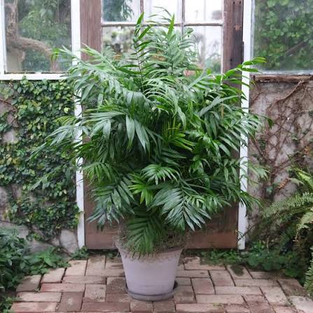 Palm Plants