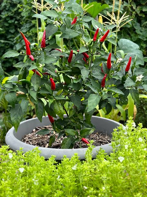 Chili