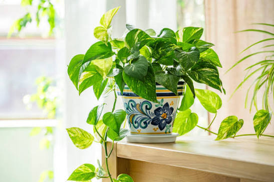 Pothos