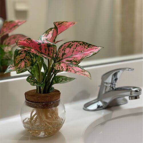 Chinese Evergreen